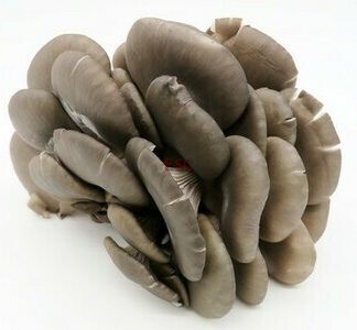 Oyster Mushroom (0.25lb) 蚝菇 (0.25磅)
