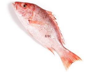 Red Snapper 红鲷鱼