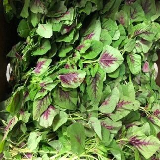 Purple Spinach  红苋菜 1.8-2lb