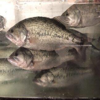 Largemouth Bass (Live) 新鲜游水清班魚 / 盲曹魚 (去鳞去肚)