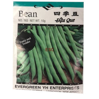 Seed Bean (No. 163) 种子 四季豆