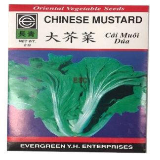 Seed Chinese Mustard 种子 大芥菜