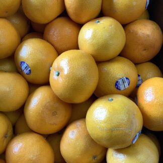 Inkagold Mandarin  orri 甜桔子