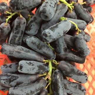 Grape finger 手指葡萄2Lbs