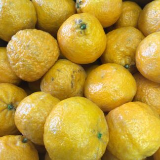 [Sale]Golden nugget mandarin [特价]丑橘 1.8-2lbs