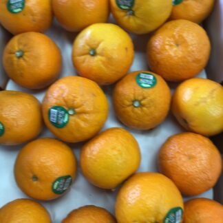 Wow citrus sweet & juicy 甜如蜜沃柑